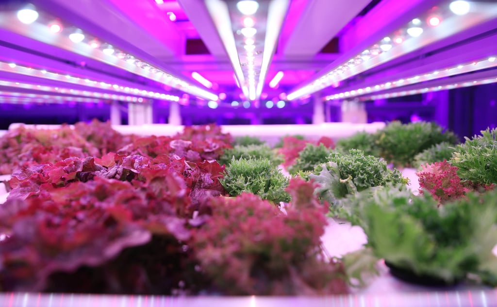 Hong Kong’s urban farm and hydroponic output can’t compete with imports from China and abroad. Produce growing at Farm 66 and Inovo Robotics at Tai Po Industrial Estate, Hong Kong. Photo: K.Y. Cheng Hong Kong’s urban farm and hydroponic output can’t compete with imports from China and abroad. Produce growing at Farm 66 and Inovo Robotics at Tai Po Industrial Estate, Hong Kong. Photo: K.Y. Cheng