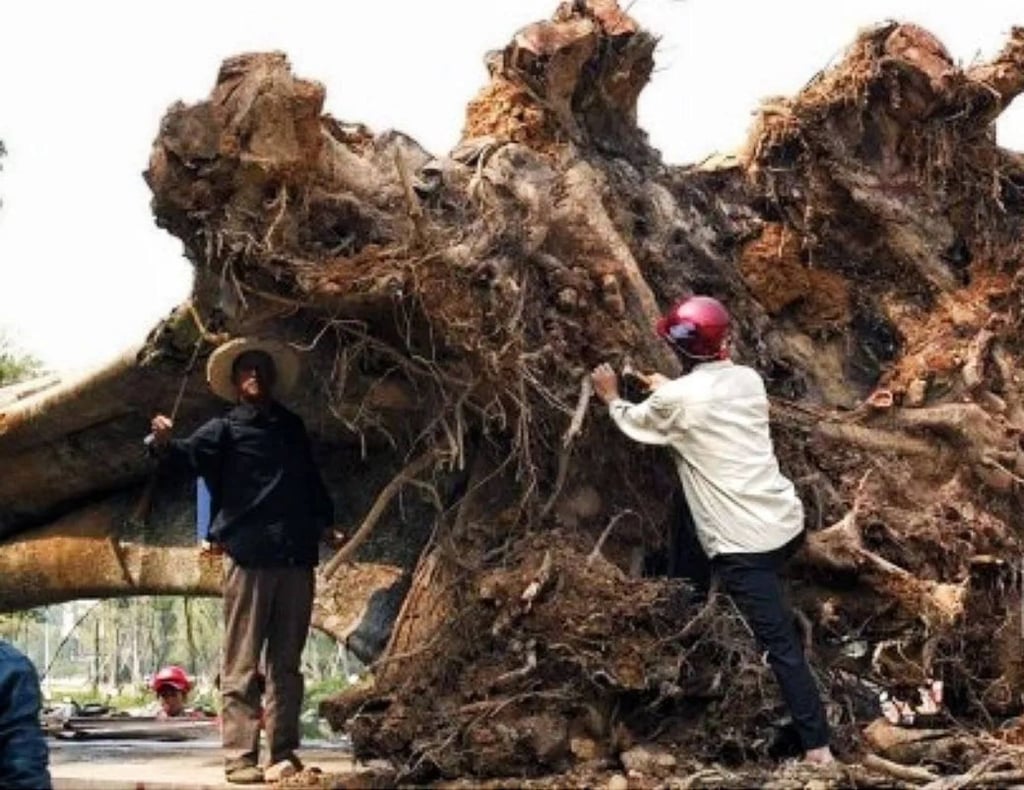 In November 2013, after the beaked walnut tree arrived at Malushan Park, Deng Yun and garden technicians operated on the ancient tree in a bid to save its life. Photo: Weixin In November 2013, after the beaked walnut tree arrived at Malushan Park, Deng Yun and garden technicians operated on the ancient tree in a bid to save its life. Photo: Weixin