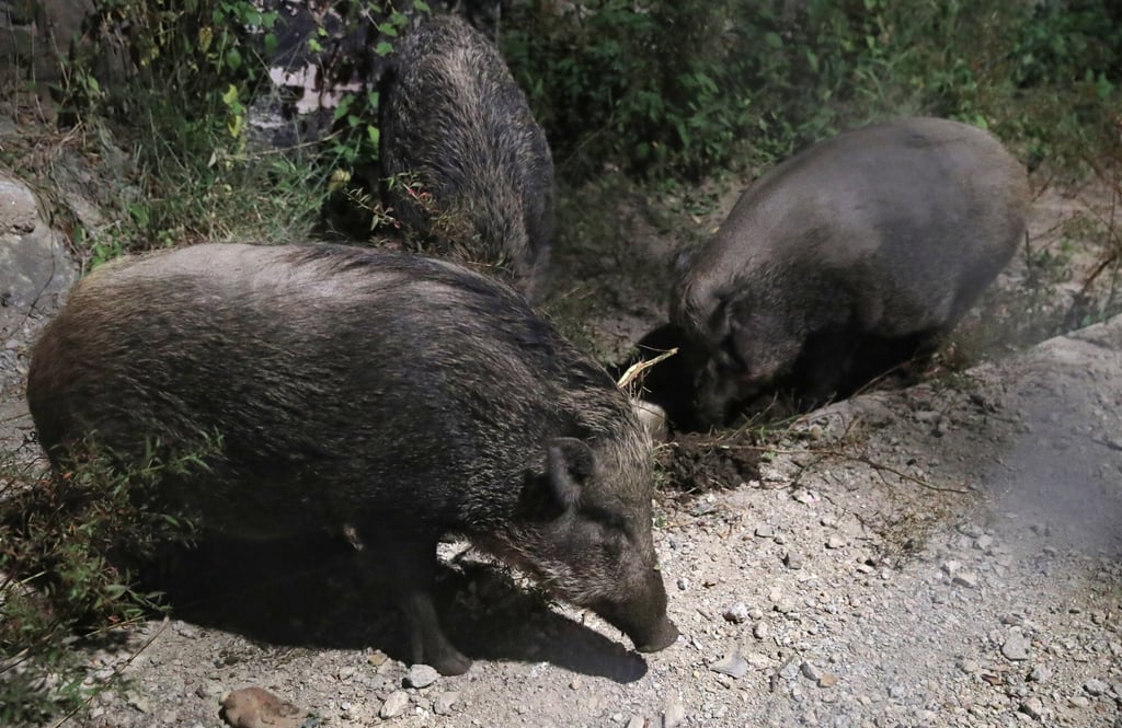 The Agriculture, Fisheries and Conservation Department has captured and humanely dispatched 74 wild pigs since launching a cull last year. Photo: Edmond So The Agriculture, Fisheries and Conservation Department has captured and humanely dispatched 74 wild pigs since launching a cull last year. Photo: Edmond So