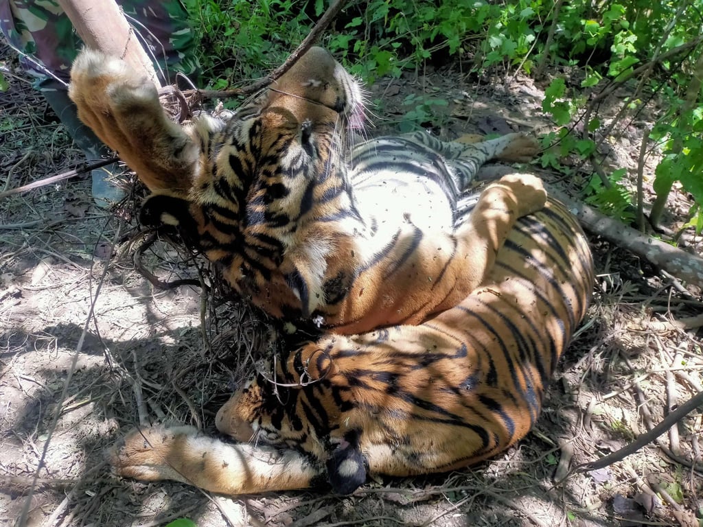 The bodies of two critically endangered Sumatran tigers found dead in snares in Indonesia’s easternmost Aceh province. Photo: Police handout