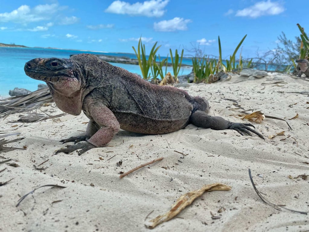 Tourists have been feeding grapes to wild iguanas in the Bahamas. This is having an unknown effect on the health of the vulnerable reptiles. Photo: Erin Lewis/The Company of Biologists/AFP