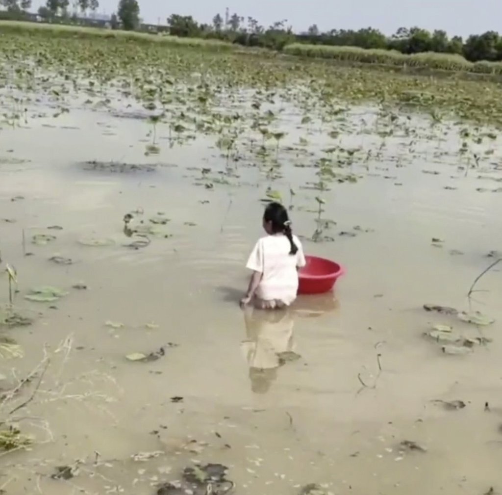 The girl spent hours working in a lotus root farm in central China. Photo: Weibo