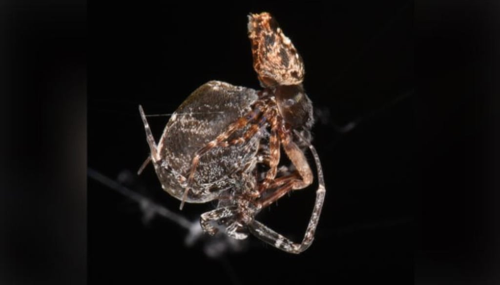 The scientists believe the female orb-weaver spider may judge the males based on their catapulting skills. Photo: Handout