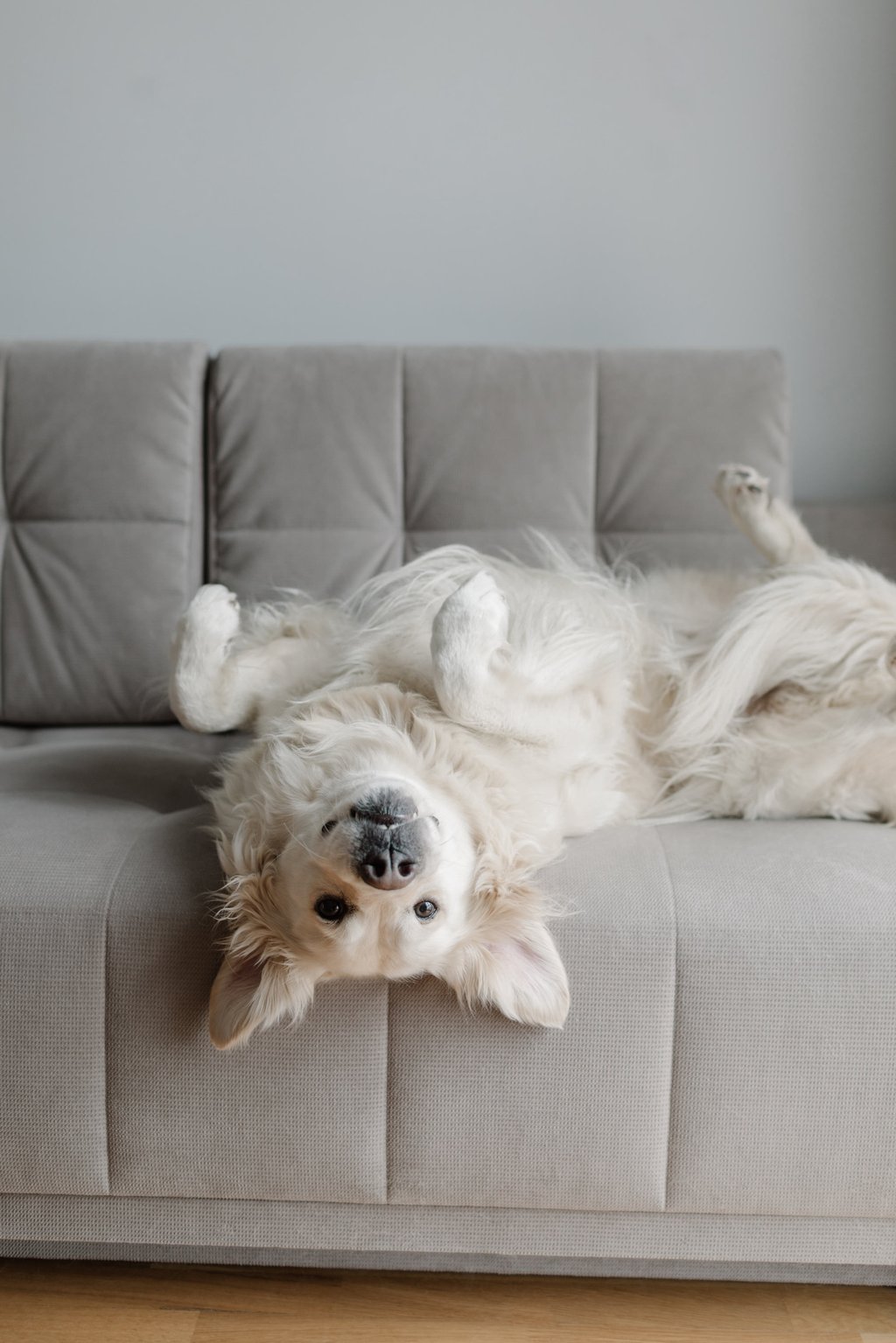 Many of the stereotypes about the behaviour of dogs aren’t supported by science, according to a new study. Photo: Getty Images Many of the stereotypes about the behaviour of dogs aren’t supported by science, according to a new study. Photo: Getty Images