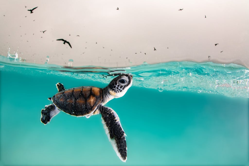 A green sea turtle at Heron Island, Australia. Ocean temperatures are rising to record highs and oxygen levels are falling. Photo: Hannah Le Leu/Underwater Photographer of the Year 2022