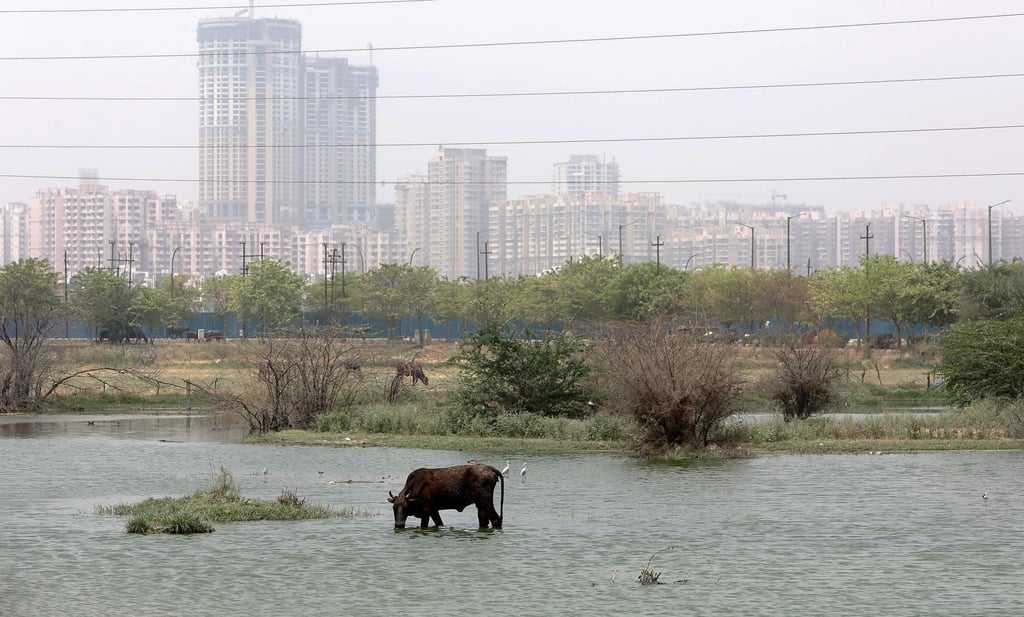 A cow drinks in a pond on the outskirts of New Delhi amid a blistering heatwave in India. Photo: EPA-EFE
