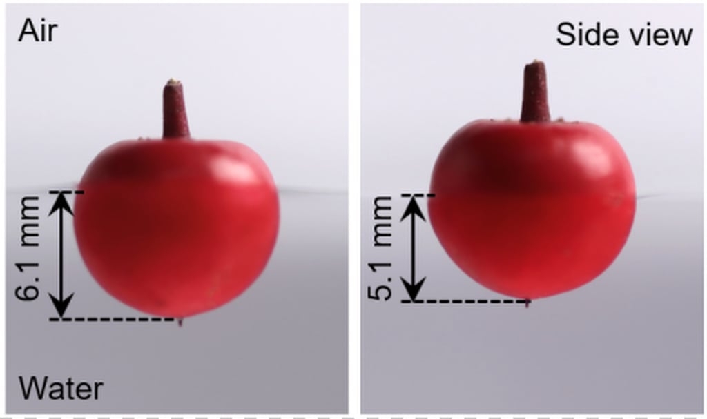 The team found dropping fruit into water from different heights achieves different submersion depths. Image: Handout The team found dropping fruit into water from different heights achieves different submersion depths. Image: Handout