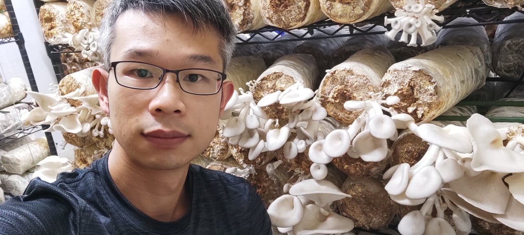 Kong is trying to harvest edible fungus in the most eco-sensitive method possible. Photo: Urban Mushroom Kong is trying to harvest edible fungus in the most eco-sensitive method possible. Photo: Urban Mushroom