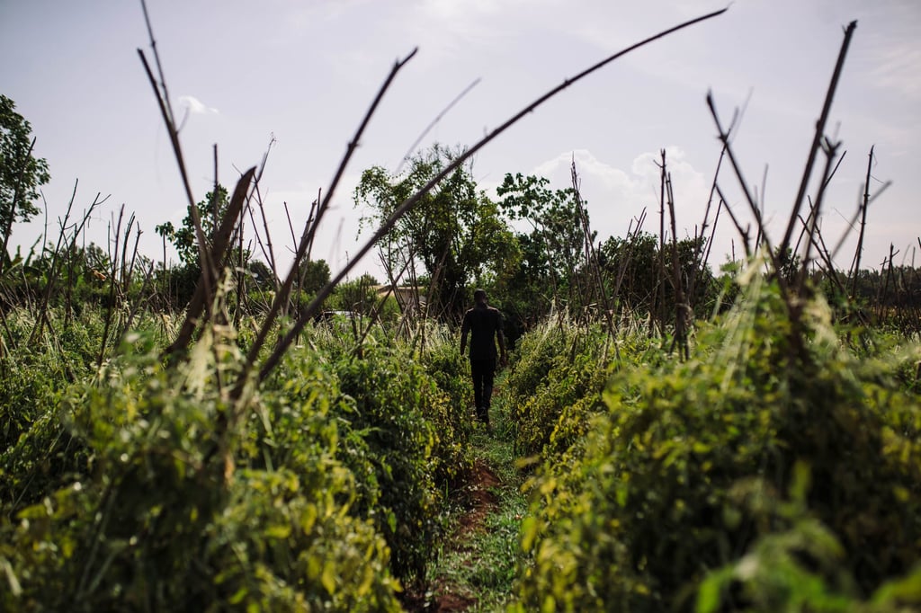 Joel Mukungi’s property in Kirinyaga County, Kenya. Photo: Kang-Chun Cheng Joel Mukungi’s property in Kirinyaga County, Kenya. Photo: Kang-Chun Cheng