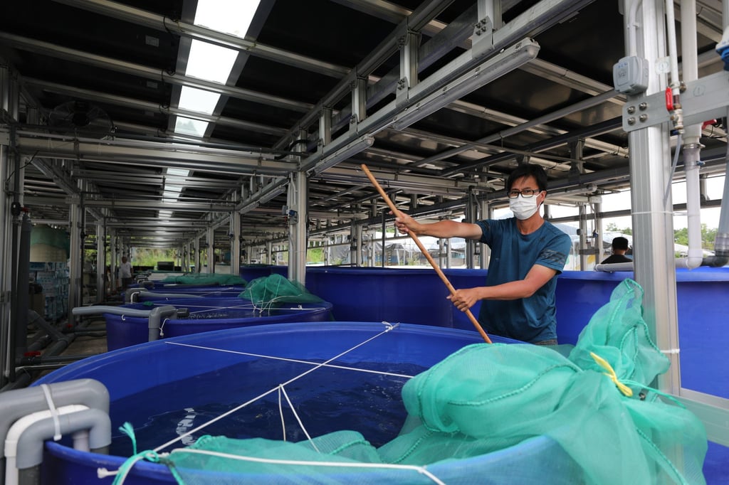 A worker cleans fish tanks at Smart Farming in Tin Shui Wai. Photo: Xiaomei Chen