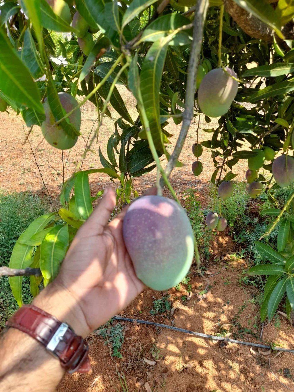 A mango growing in India. Photo: Kalpana Sunder