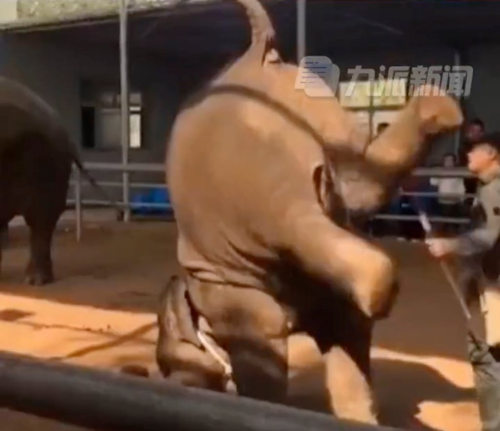 Molly was forced to perform tricks for tourists in central China. Photo: Weibo Molly was forced to perform tricks for tourists in central China. Photo: Weibo