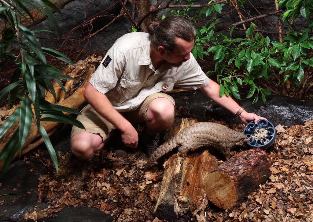 The pangolins came from the Taipei zoo, the leading breeder of the mammals. Photo: CNA The pangolins came from the Taipei zoo, the leading breeder of the mammals. Photo: CNA