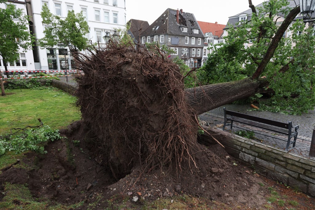 An uprooted tree is seen in Lippstadt on Friday after a tornado caused massive damage in the German city. Photo: dpa