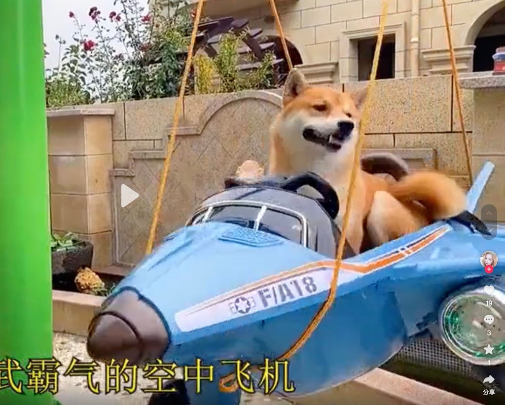 How many dogs get to have their very own amusement park? Photo: Douyin