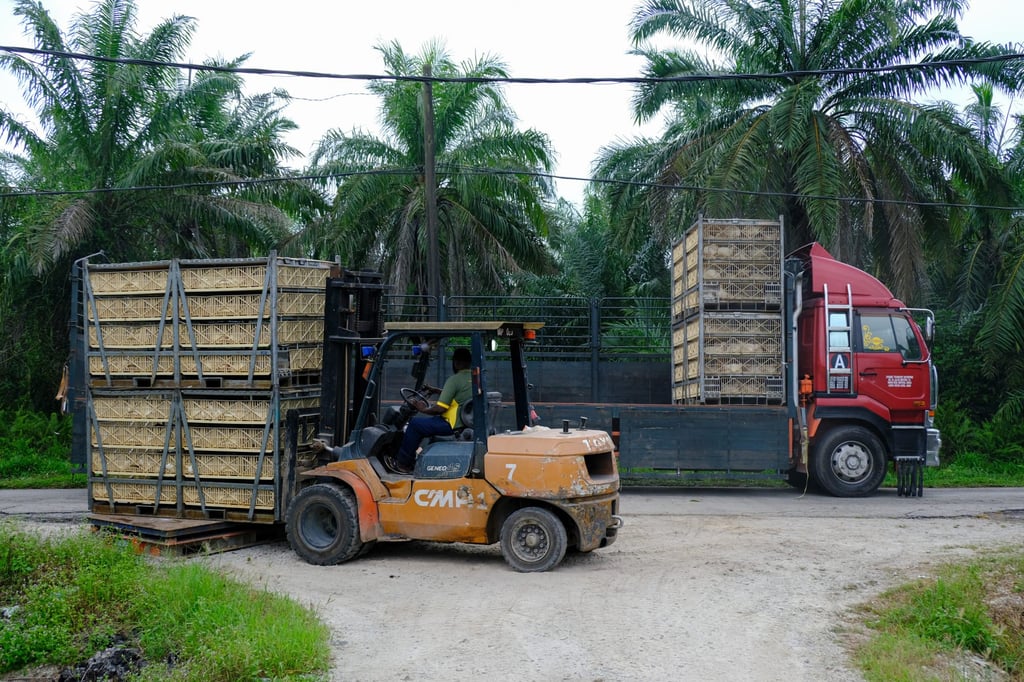 A worker uses a forklift to load crates of chickens onto a truck at a poultry farm in Selangor, Malaysia, on Wednesday. Photo: Bloomberg