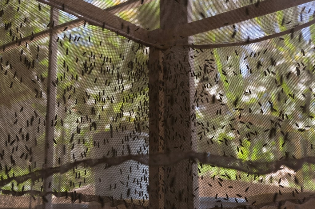 Adult black soldier flies at LimaDOL’s facility in Davao City in the Philippines. Photo: Geela Garcia Adult black soldier flies at LimaDOL’s facility in Davao City in the Philippines. Photo: Geela Garcia