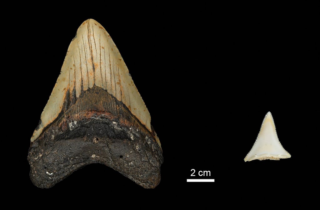 Tooth size comparison between the extinct shark megalodon and a modern great white shark. Photo: Max Planck Institute for Evolutionary Anthropology / Handout via Reuters