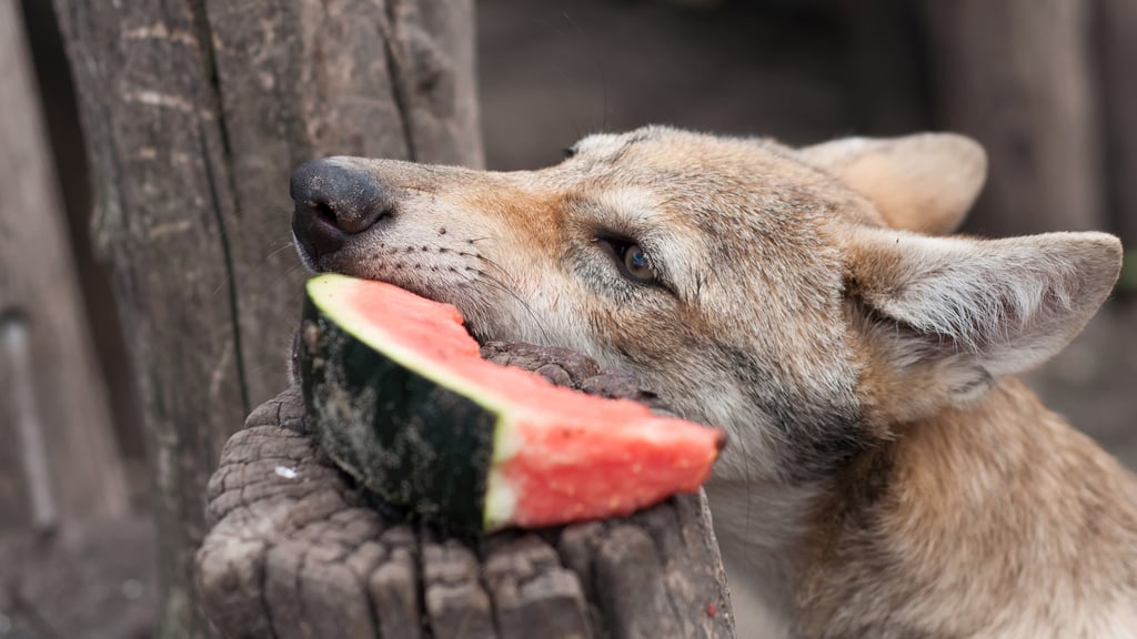 Is a vegan diet healthy for your pet dog as plant based eating trend grows Experts weigh in South China Morning Post