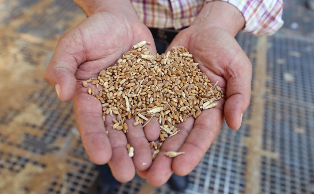 A man holds out wheat grains at the Banha silos in Qalyubia Governorate, Egypt, on May 25. The war in Ukraine has been one factor driving up prices of commodities but it’s not the only one. Photo: EPA-EFE