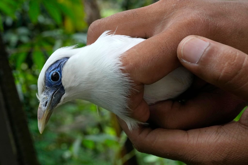 A volunteer holds a Bali mynah before releasing it into the wild in Tabanan. Photo: AP