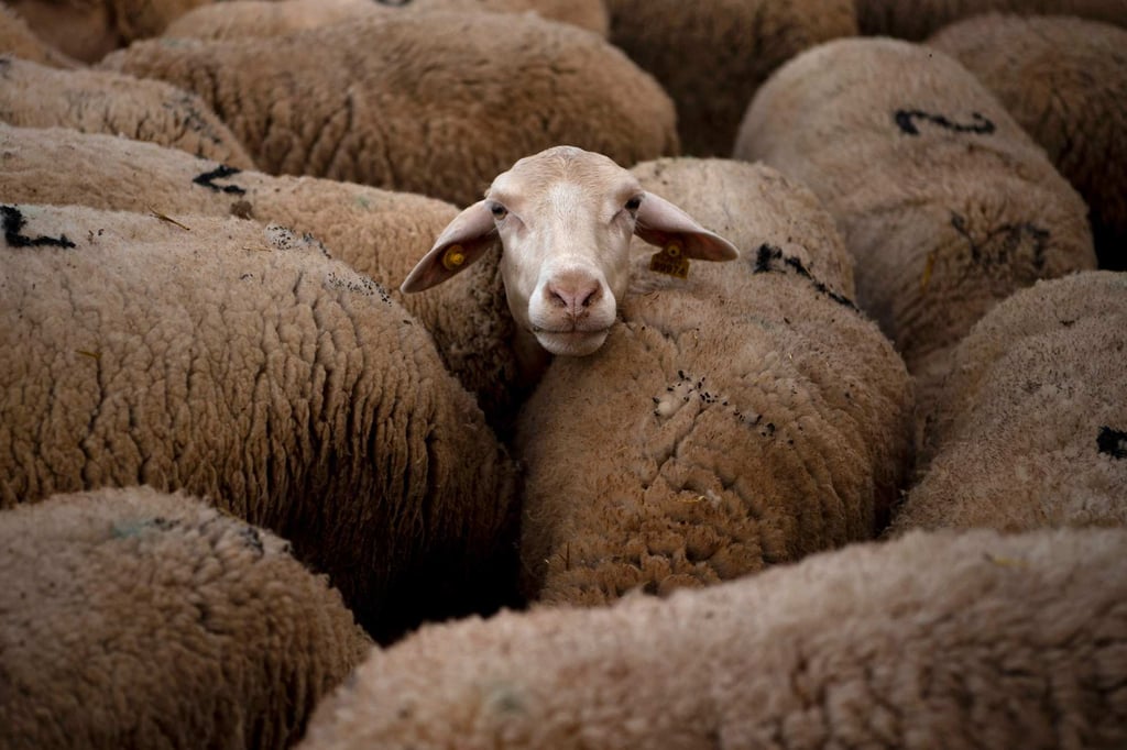 New Zealand has about 26 million sheep – more than five for every person living in the country. Photo: AFP New Zealand has about 26 million sheep – more than five for every person living in the country. Photo: AFP