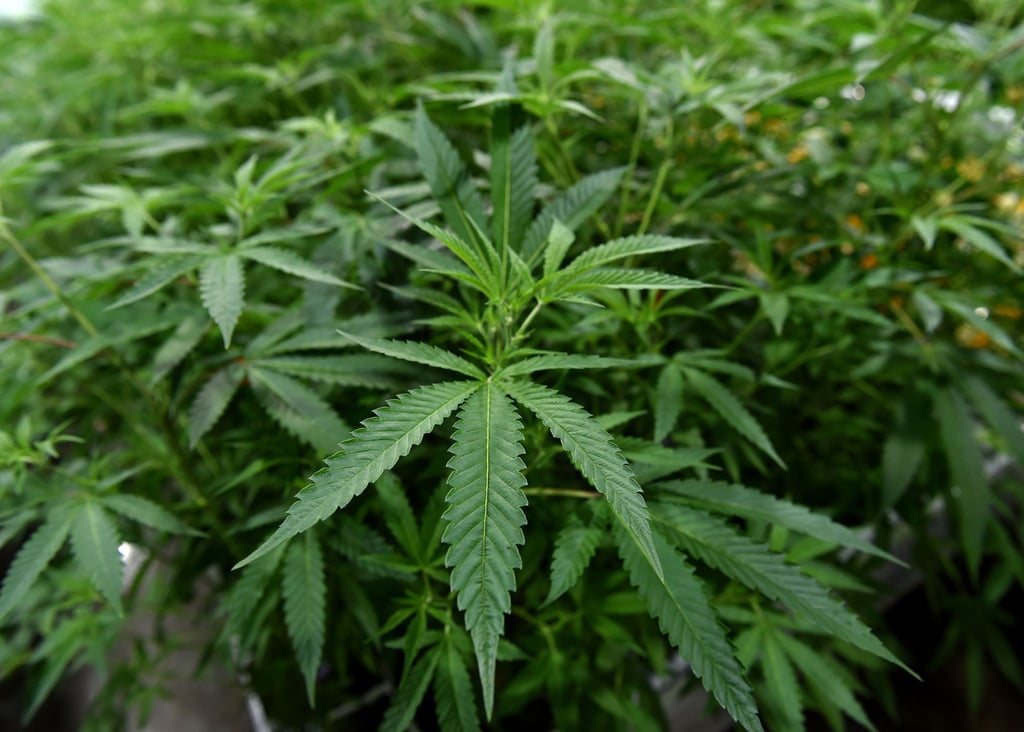 Companies and individual farmers will be allowed to cultivate marijuana and hemp plants, but recreational use is still banned. Photo: Brad Horrigan/Hartford Courant/TNS Companies and individual farmers will be allowed to cultivate marijuana and hemp plants, but recreational use is still banned. Photo: Brad Horrigan/Hartford Courant/TNS