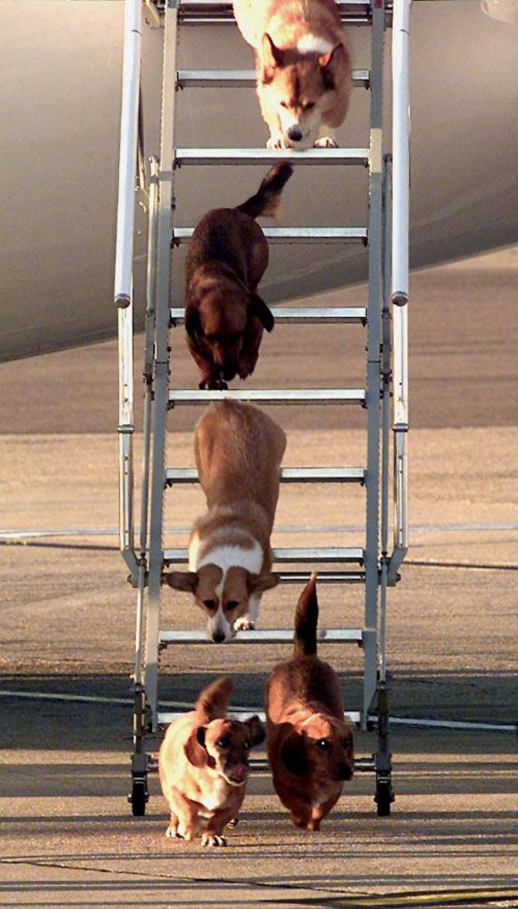 British Queen Elizabeth’s dogs leave the queen’s flight at Heathrow Airport in London in 1998. Photo: AFP