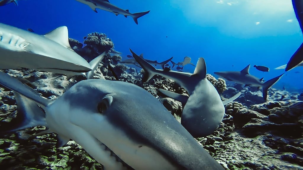 Reef sharks seen captured on an underwater camera in French Polynesia. Photo: AFP