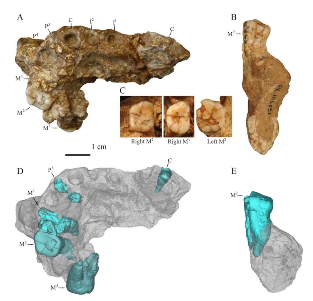 Photographs of teeth analysis performed on China’s ‘Lantian Man’. Photo: National Research Centre on Human Evolution