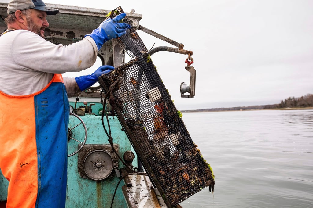 Fisherman Dwight Souther hauls in green crabs off the coast of New Hampshire. Photo: Jennifer Bakos via AP