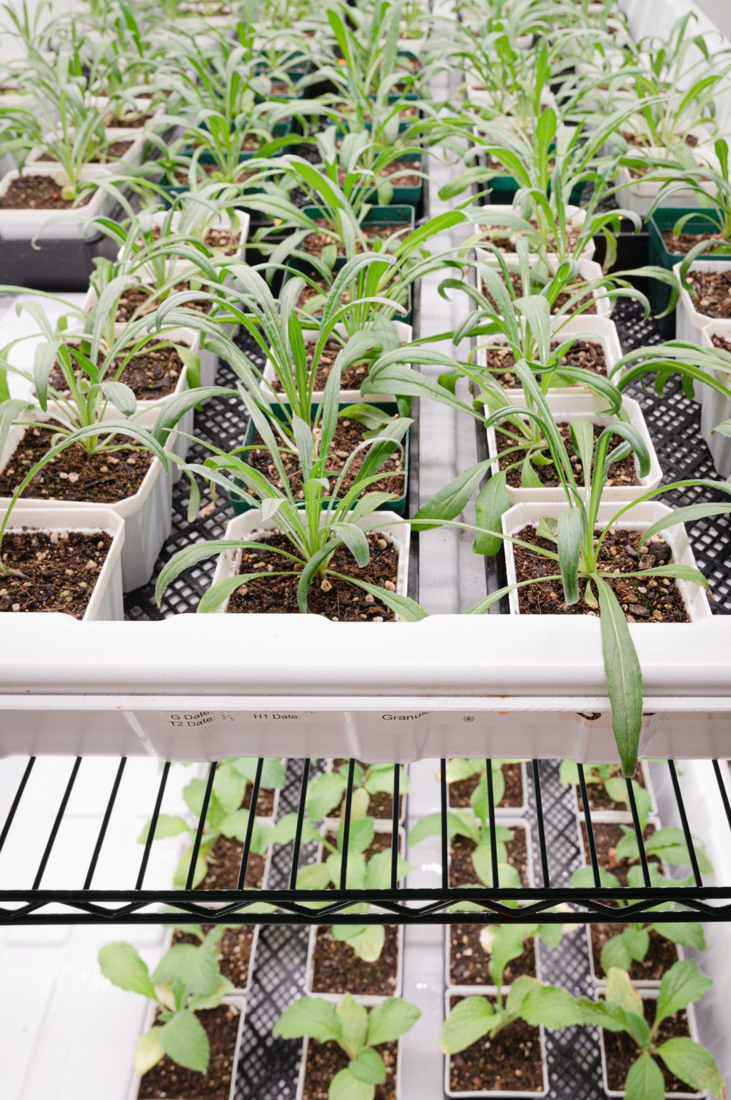 Cornflowers growing at Common Farms. Photo: Common Farms