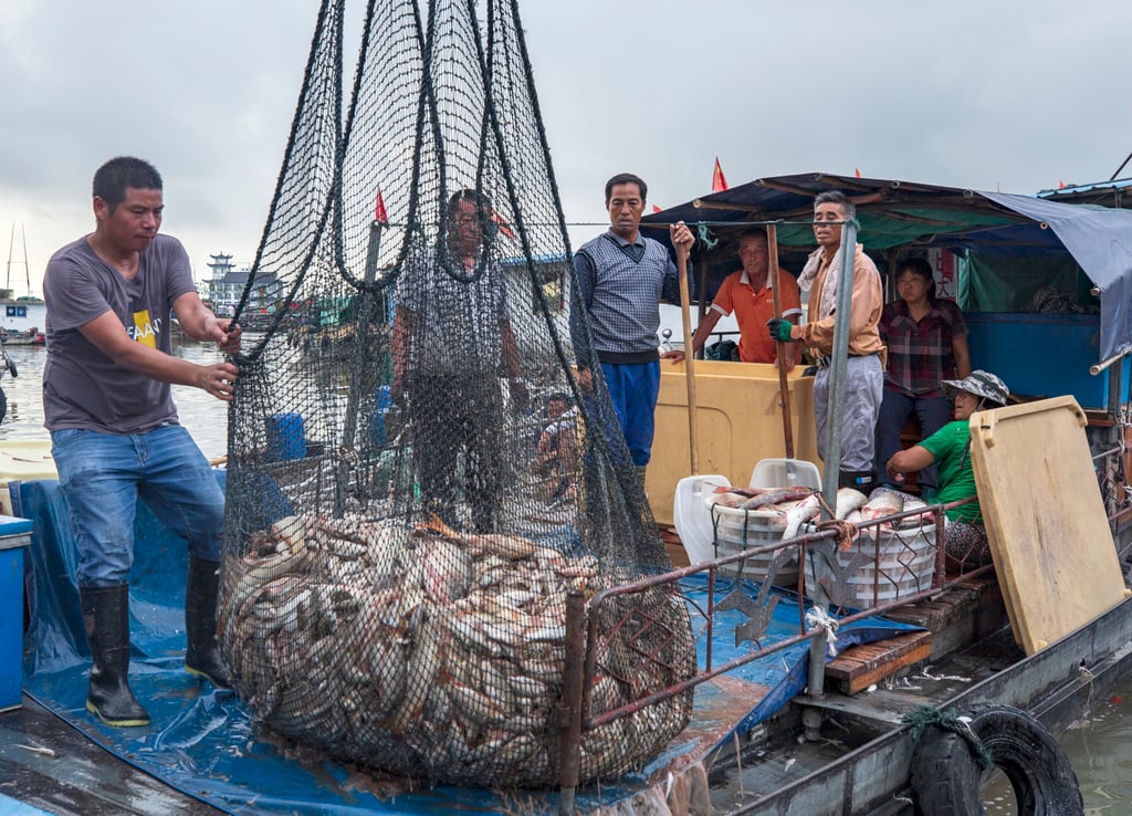 About a third of the world’s ocean fish stocks have already been fished at biologically unsustainable levels, according to the Food and Agriculture Organisation (FAO) of the United Nations. Photo: VGC About a third of the world’s ocean fish stocks have already been fished at biologically unsustainable levels, according to the Food and Agriculture Organisation (FAO) of the United Nations. Photo: VGC