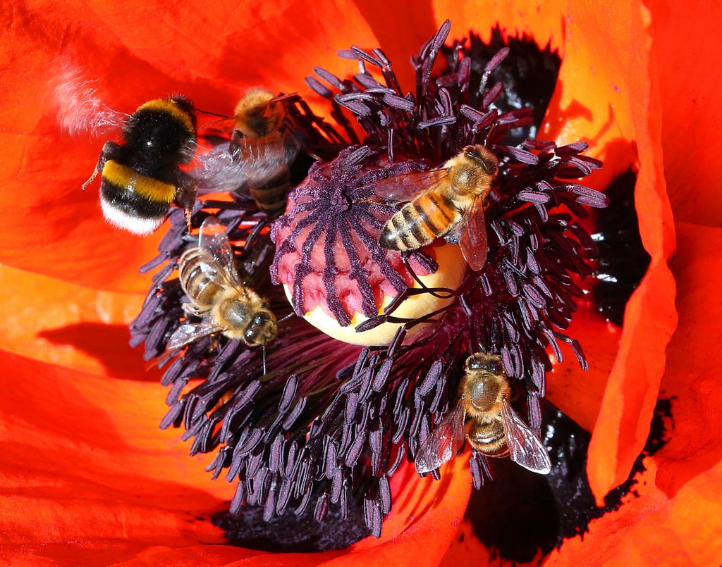 Honey bees and bumblebees on a flower. Photo: dpa via AP