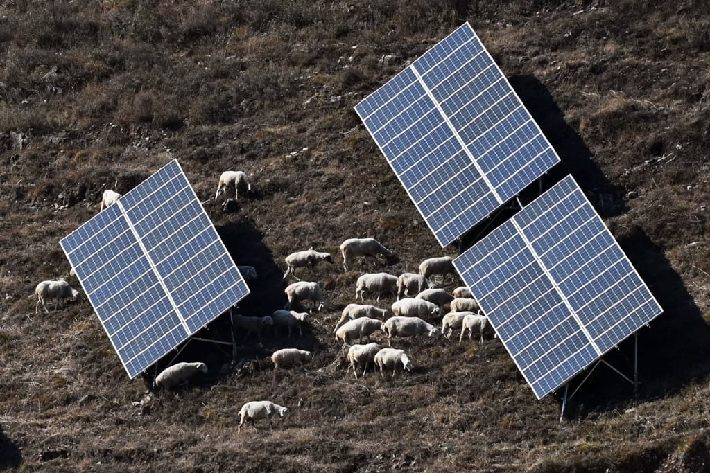 Sheep graze among solar panels near Huangjiao village in China’s northern Hebei province. The nation is aiming to almost double its wind and solar generating capacity this year. Photo: AFP