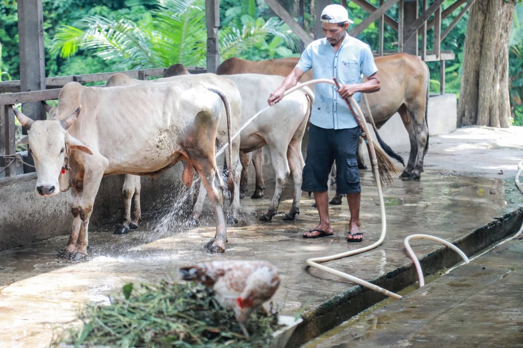 A worker cleans cows displayed for sale in Medan ahead of the Eid ul-Adha holiday in Indonesia. Photo: EPA-EFE