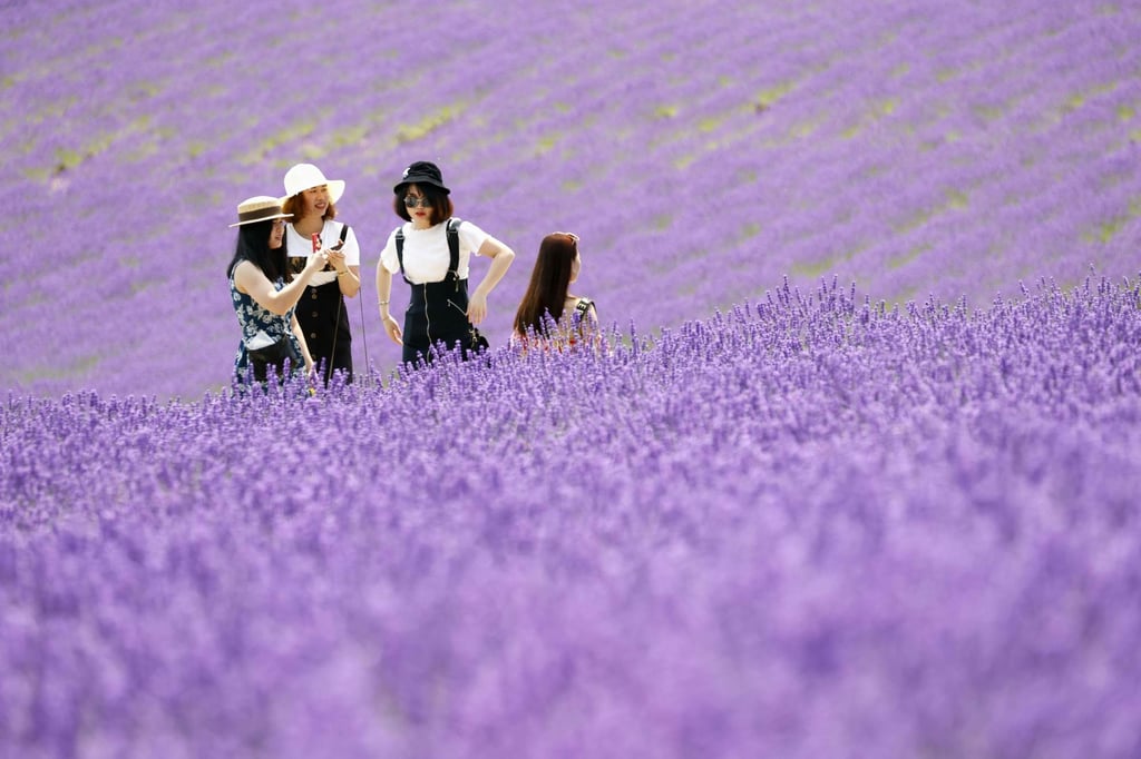 Tourists in lavender fields at Farm Tomita in Nakafurano, Hokkaido, Japan, in July 2020. Hokkaido is one of the top five destinations most desired by Hongkongers this summer, according to the Expedia survey. Photo: Getty Images Tourists in lavender fields at Farm Tomita in Nakafurano, Hokkaido, Japan, in July 2020. Hokkaido is one of the top five destinations most desired by Hongkongers this summer, according to the Expedia survey. Photo: Getty Images
