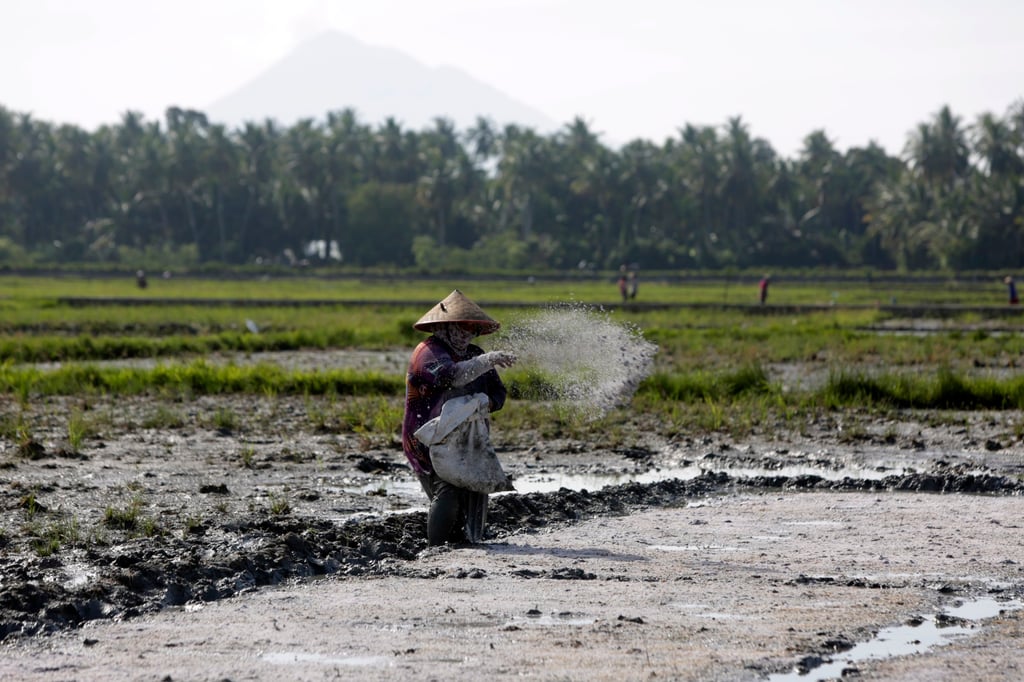 An Indonesian farmer spreads fertiliser on a rice field last month amid planting season in Aceh. Photo: EPA-EFE