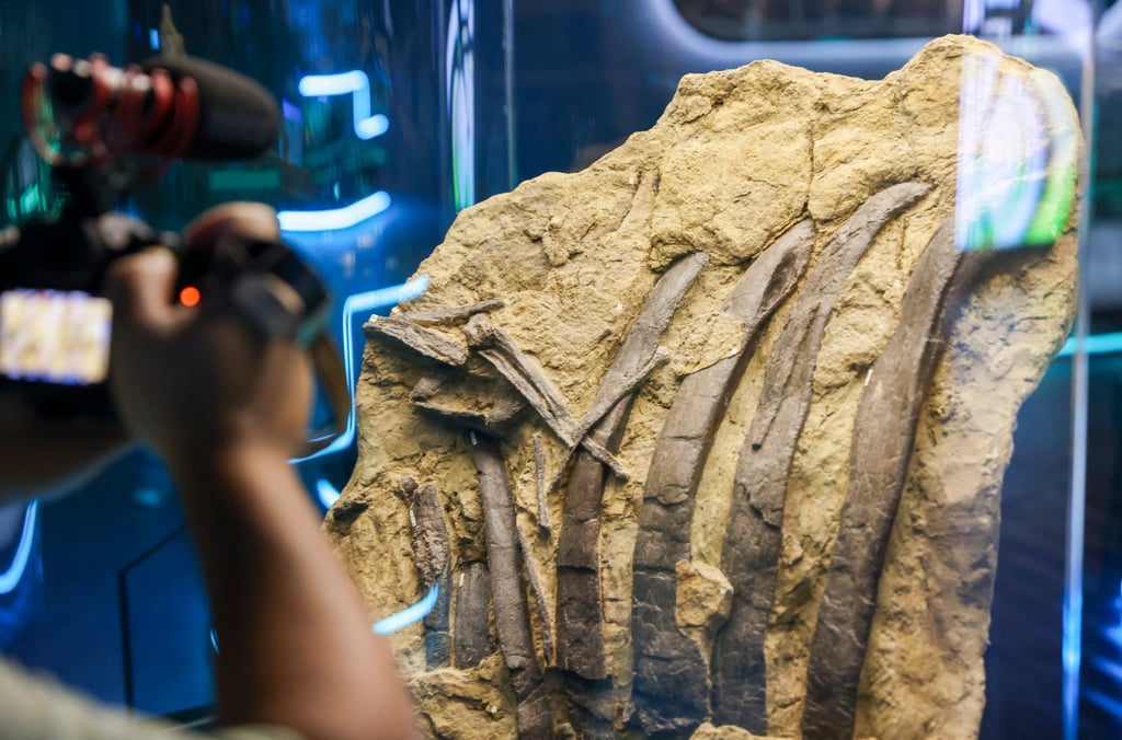 Eight dinosaur species, including original and reconstructed skeletons, are featured at the exhibition. Photo: Nora Tam