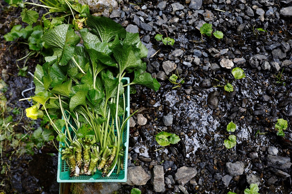 Newly harvested wasabi roots are kept in a basket in a field on Masahiro Hoshina’s farm. Photo: Reuters Newly harvested wasabi roots are kept in a basket in a field on Masahiro Hoshina’s farm. Photo: Reuters