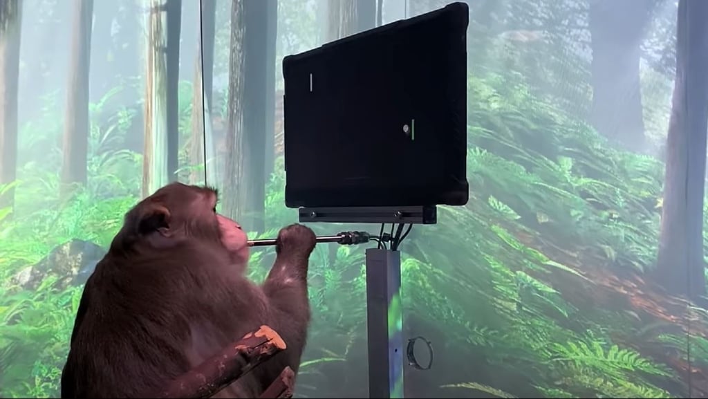 A still from a video uploaded by Elon Musk’s Neuralink start-up showing a macaque monkey named Pager playing the video game Pong using its mind. Photo: YouTube