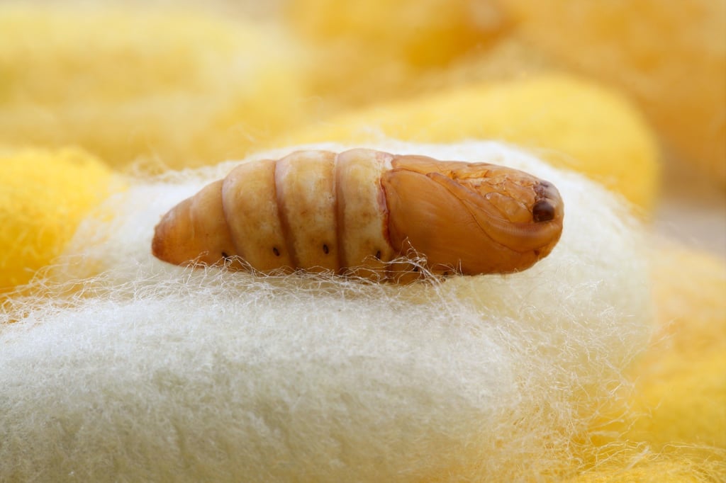 A silkworm cocoon lays on a pile of material that will eventually be turned into silk. Photo: Getty Images A silkworm cocoon lays on a pile of material that will eventually be turned into silk. Photo: Getty Images