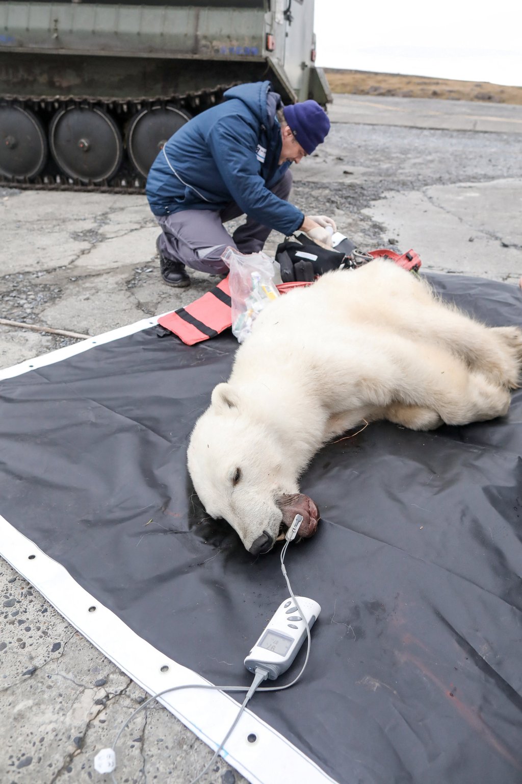 Mikhail Alshinetsky, a vet from Moscow Zoo, tends to a sedated female polar bear whose tongue was stuck in a tin can, in Dikson on the Taymyr Peninsula, Russia. Photo: Press service of Nornickel / Handout via Reuters Mikhail Alshinetsky, a vet from Moscow Zoo, tends to a sedated female polar bear whose tongue was stuck in a tin can, in Dikson on the Taymyr Peninsula, Russia. Photo: Press service of Nornickel / Handout via Reuters