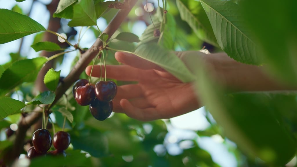 Reach for tart cherries instead of melatonin for a good night’s sleep naturally. Photo: Shutterstock