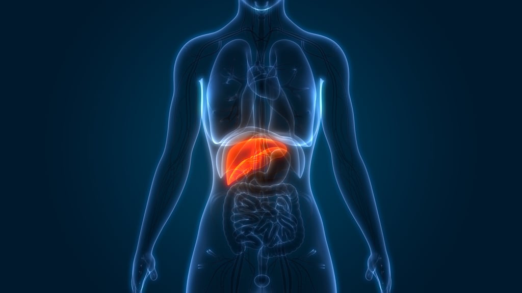 The human liver is a powerhouse organ: storing energy, removing toxins, aiding digestion and supporting our immune system. Illustration: Shutterstock
