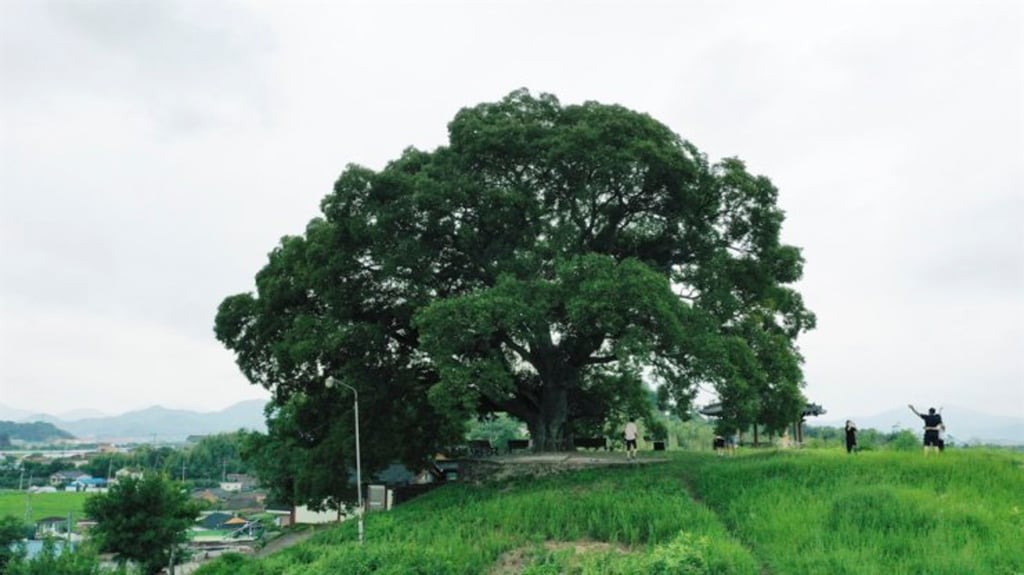 The hackberry tree in Dongbu Village was featured in Extraordinary Attorney Woo, and since then has been drawing many visitors to the village. Photo: CHA