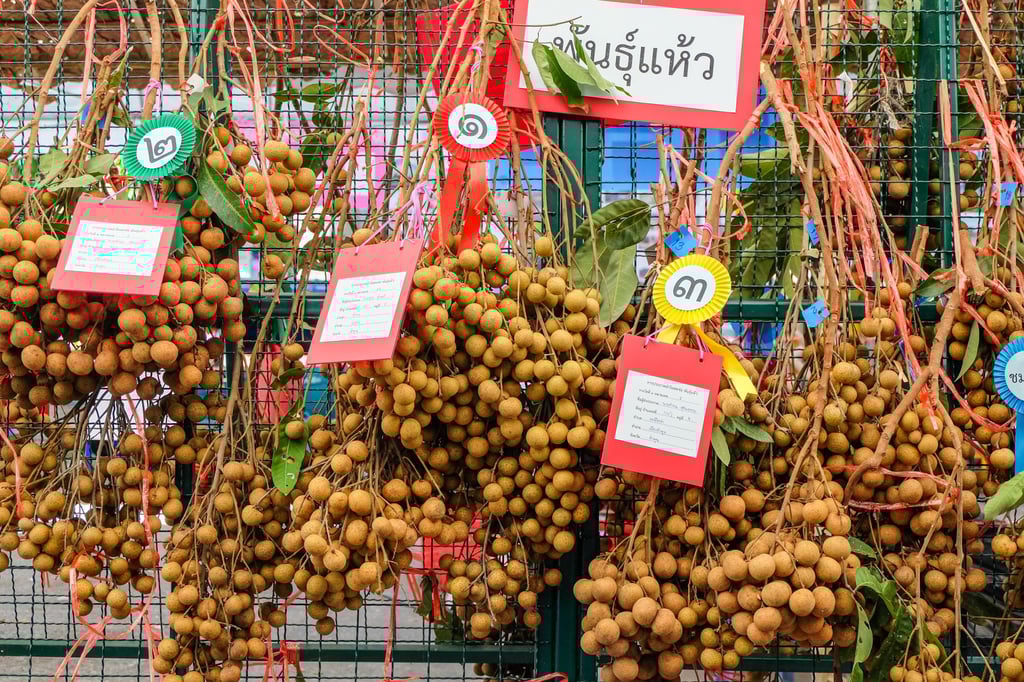 Winning specimens fruits at the Lamphun Longan Festival. Photo: Ron Emmons