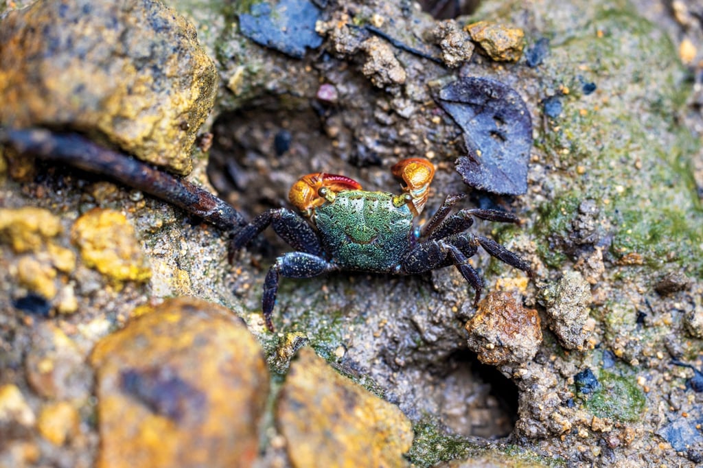 Many different mangrove crabs can be found living in the wetlands surrounding the mangrove forests growing along the coast in Three Fathoms Cove. Many different mangrove crabs can be found living in the wetlands surrounding the mangrove forests growing along the coast in Three Fathoms Cove.