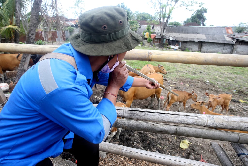An Indonesian official uses a blowgun to give cows a vaccine against foot-and-mouth disease in Denpasar, Bali, last month. Photo: AP An Indonesian official uses a blowgun to give cows a vaccine against foot-and-mouth disease in Denpasar, Bali, last month. Photo: AP