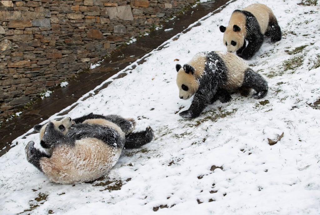 Pandas are the last remaining species of a subfamily of bears called Ailuropodinae. Photo: Xinhua
